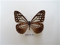 藏品(斯氏絹斑蝶)的圖片